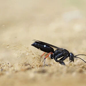 Red legged spider wasp (Episyron rufipes) digging nesting tunnel in sand. Oxfordshire, England, UK. July