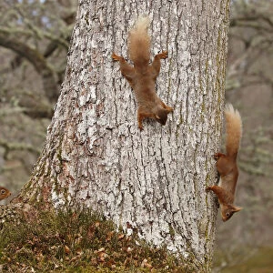 Red squirrels (Sciurus vulgaris) three chasing each other round oak tree, Cairngorms National Park