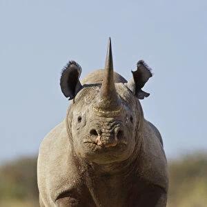 RF- Black rhinoceros (Diceros bicornis) looking threatening, Etosha National Park, Namibia, June