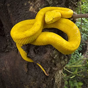 Palm Viper Related Images