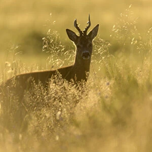 RF - Roe buck (Capreolus capreolus) stood in rough grassland in evening light, Scotland
