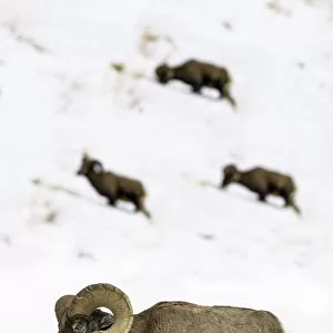 Rocky mountain bighorn sheep (Ovis canadensis canadensis) grazing. Lamar Valley, Yellowstone