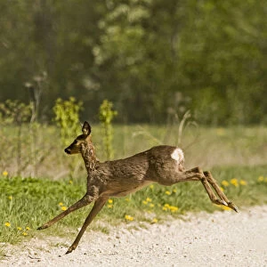 Roe deer (Capreolus capreolus) leaping, Matsalu National Park, Estonia, May 2009