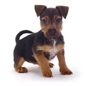 Rough coated Jack Russell Terrier puppy, black and tan, portrait
