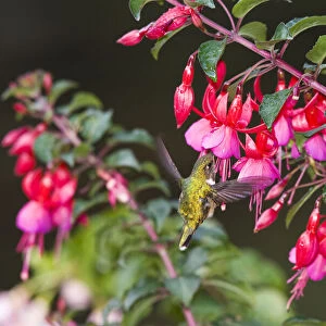 Scintillant Hummingbird (Selasphorus scintilla) female drinking on Fuchsia flower