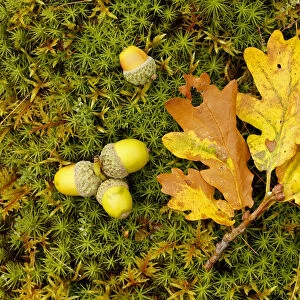 Sessile Oak (Quercus petraea) fallen oak leaf and acorns on moss, Highlands, Scotland, October