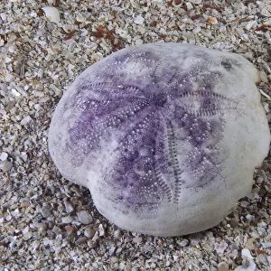 Shell of Purple heart urchin (Spatangus purpureus) Channel Islands, UK