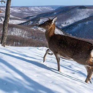 Sika deer (Cervus nippon) doe walking across snow covered mountain slope, Land of the Leopard National Park, Russian Far East. Taken with remote camera. December