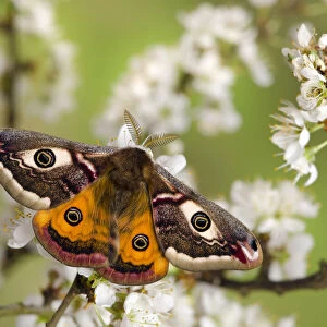 Small emperor moth (Saturnia pavonia) male with wings open showing eyespots on Blackthorn