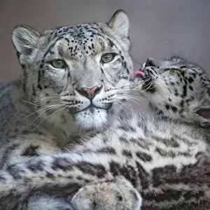 Snow leopard (Panthera uncia) cub grooming mother, San Francisco Zoo, California, USA. Captive