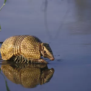 Southern three banded armadillo (Tolypeutes matacus) walking through shallow water