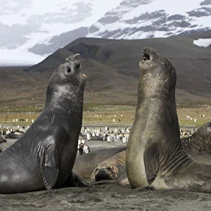 Southern elephant seal (Mirounga leonina), fight between two males, Saint Andrew, South Georgia
