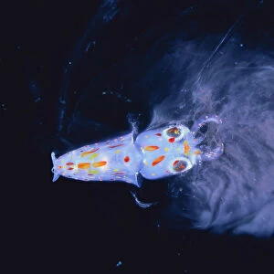 Spear / Bleekers Squid {Loligo bleekeri} larva secreting ink, captive, Japan