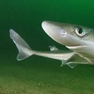 Spiny dogfish (Squalus acanthias) portrait. Rhode Island, New England, USA. August