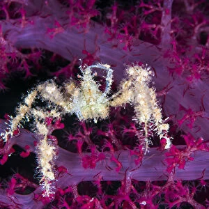 Spiny spider crab (Achaeus spinosus) reaching up and scratching its head, while climbing