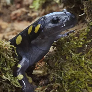 Spotted Salamander (Ambystoma maculatum) in early spring migration to woodland pond