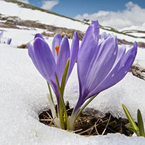 Spring Crocus (Crocus vernus) in flower in snow, Campo Imperatore, Gran Sasso, Appennines