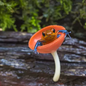 Strawberry poison dart frog (Oophaga / Dendrobates pumilio) sitting in cup fungus