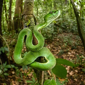 Green Tree Pit Viper