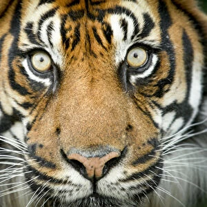 Sumatran tiger (Panthera tigris tigris / Panthera tigris altaica) close up portrait, captive