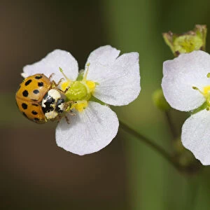 Ten-spotted ladybird (Adalia decempunctata) on Common Water-plantain (Alsima plantago-aquatica)