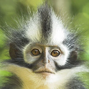 Thomass Leaf Monkey / Langur (Presbytis thomasi). Gunung Leseur National Park, Sumatra, Indonesia. Endemic to Indonesia