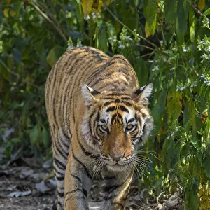 Tiger (Panthera tigris), walking in forest, Ranthambhore National Park, Rajasthan, India