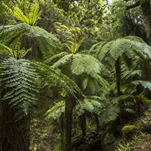Tree ferns, Lake Waikaremoana, Te Urewera National Park, North Island, New Zealand
