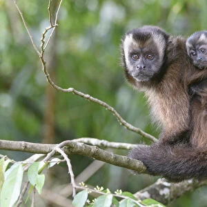 Tufted / Brown capuchin (Cebus apella), female with baby on back, sitting in tree