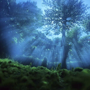 Underwater view of tree, with sun rays entering the water, Fibreno Lake nature reserve