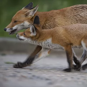 Urban Red fox (Vulpes vulpes) juvenile and adult, London, May