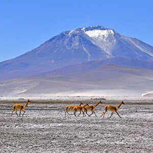 Vicuna (Vicugna vicugna), five running across salt flat with mountain in background