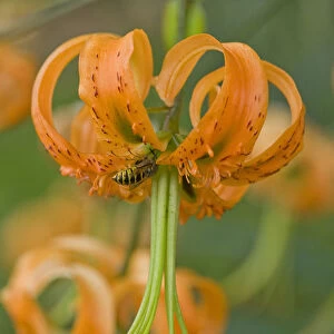 Wasp (Hymenoptera) robbing nectar from Henrys lily (Lilium henryi). Surrey, England, UK