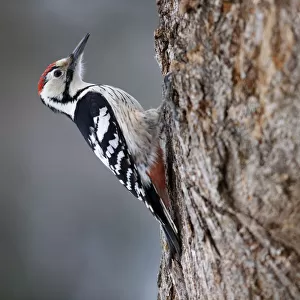 White Backed Woodpecker