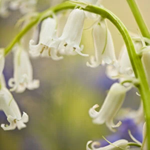 White bluebell flowers (Hyacinthoides non-scripta / Endymion non-scriptum) Hallerbos
