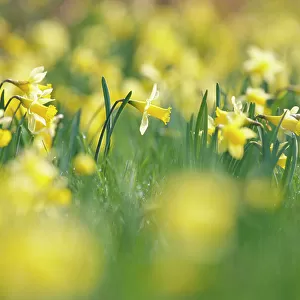 Wild daffodils {Narcissus pseudonarcissus} Gloucestershire, UK