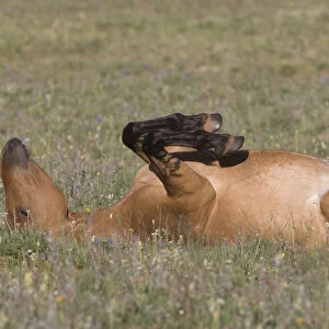Wild horse / mustang, mare rolling, Pryor Mountains, Montana, USA, July
