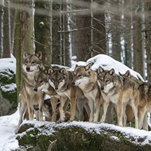 Wolf (Canis lupus) pack huddling together in snow-covered forest, Sumava National Park, Bohemian Forest, Czech Republic. Captive