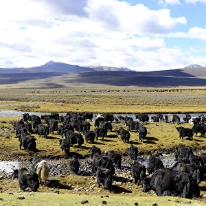 Yak (Bos grunniens) herd on plain beside river, mountains in background