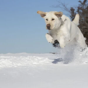Yellow Labrador retriever romping in fresh snow, Clinton, Connecticut, USA