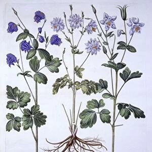 Aquilegia, from Hortus Eystettensis, by Basil Besler (1561-1629), pub. 1613