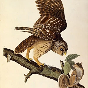 The barred owl. From The Birds of America, 1827-1838. Creator: Audubon