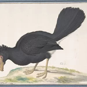 A Black Curassow, n. d Creator: Johannes Bronckhorst