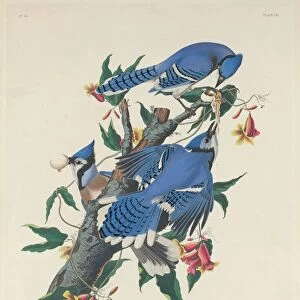 Blue Jay, 1831. Creator: Robert Havell