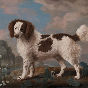 Brown and White Norfolk or Water Spaniel, 1778. Creator: George Stubbs