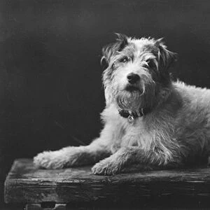 Caesar, King Edwards favourite dog, 20th century