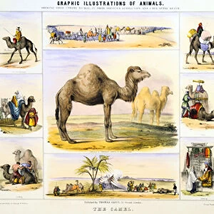 The Camel, c1850. Artist: Benjamin Waterhouse Hawkins