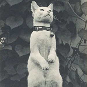 Cat in Eakinss Yard, c. 1880-1890. Creator: Thomas Eakins