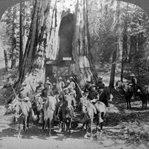 Cavalry passing through the great tree California, California, USA. Artist: Underwood & Underwood