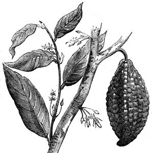 The chocolate nut tree, 1886
